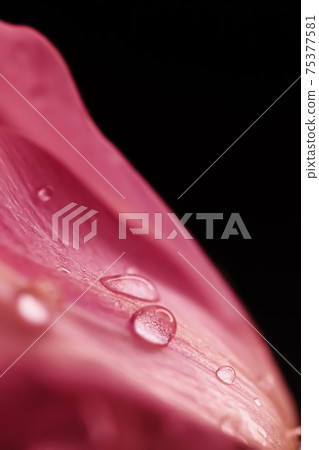 Beautiful pink flower with dew drops, floral beauty Beautiful pink flower with dew drops, floral beauty 75377581