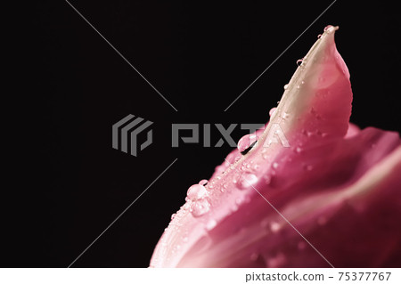 Beautiful pink flower with dew drops, floral beauty Beautiful pink flower with dew drops, floral beauty 75377767
