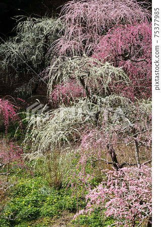 Weeping plum garden full of taste Kakegawa Tatsuo Shrine 75377985