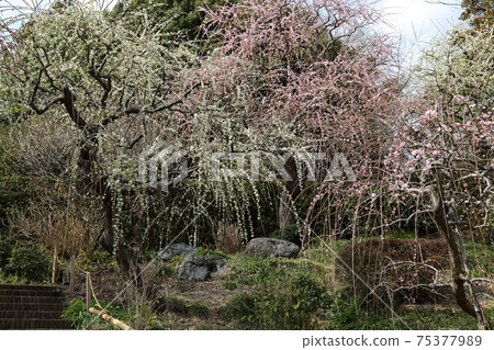 垂釣掛川達雄神社的垂枝梅園 75377989