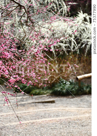 垂釣掛川達雄神社的垂枝梅園 75377990