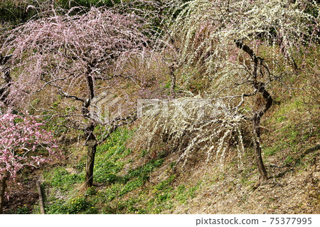 垂釣掛川達雄神社的垂枝梅園 75377995