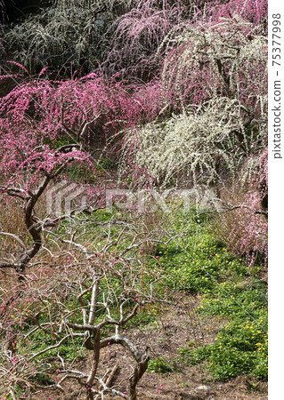 垂釣掛川達雄神社的垂枝梅園 75377998