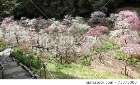 Weeping plum garden full of taste Kakegawa Tatsuo Shrine 75378000
