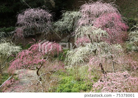 垂釣掛川達雄神社的垂枝梅園 75378001
