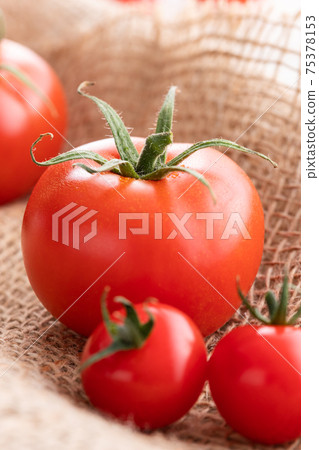 新鮮的早晨採摘，簇絨的西紅柿 75378153