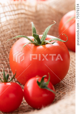 新鮮的早晨採摘，簇絨的西紅柿 75378154