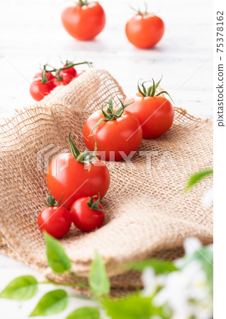 Fresh morning picked, tufted tomatoes 75378162