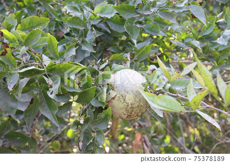 tasty and fresh Beal on tree tasty and fresh Beal on tree 75378189