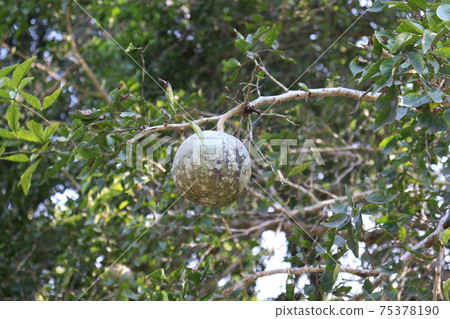 tasty and fresh Beal on tree 75378190