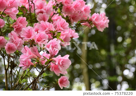 赤山芝寧杜鵑花 75378220