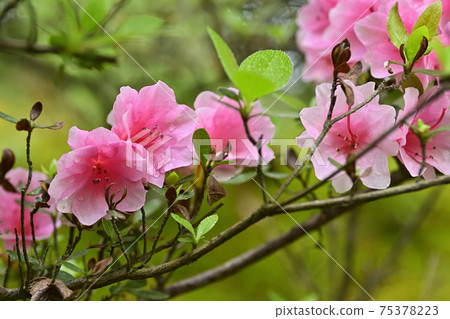 Akayama Zenin Azalea Akayama Zenin Azalea 75378223