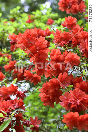 Akayama Zenin Azalea Akayama Zenin Azalea 75378226