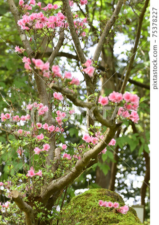 Akayama Zenin Azalea Akayama Zenin Azalea 75378227