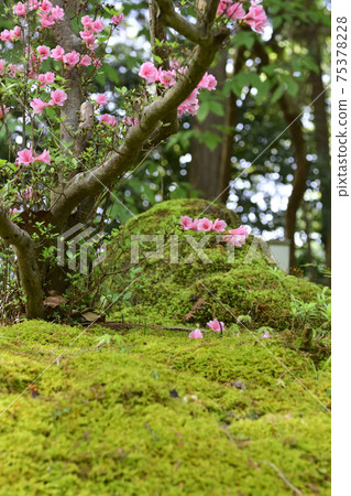 Akayama Zenin Azalea Akayama Zenin Azalea 75378228