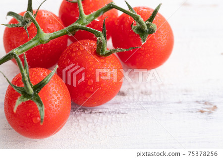 Fresh morning picked, tufted tomatoes 75378256