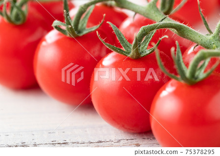 新鮮的早晨採摘，簇絨的西紅柿 75378295
