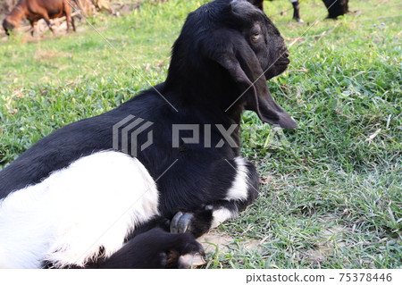 black and white goat on field black and white goat on field 75378446