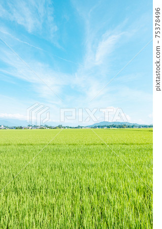 清爽的夏日田園風光(安zu野) 清爽的夏日田園風光(安zu野) 75378496