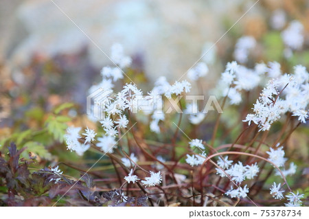 Seri bauren花 75378734