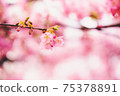 A beautiful photo of Kawazu cherry blossoms that symbolically expresses the arrival of spring 75378891