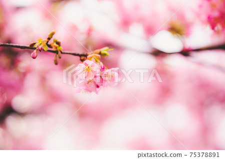 A beautiful photo of Kawazu cherry blossoms that symbolically expresses the arrival of spring A beautiful photo of Kawazu cherry blossoms that symbolically expresses the arrival of spring 75378891