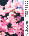 A beautiful photo of Kawazu cherry blossoms that symbolically expresses the arrival of spring 75378892