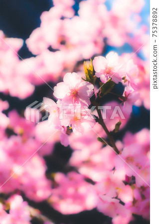 A beautiful photo of Kawazu cherry blossoms that symbolically expresses the arrival of spring A beautiful photo of Kawazu cherry blossoms that symbolically expresses the arrival of spring 75378892