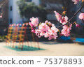 A beautiful photo of Kawazu cherry blossoms that symbolically expresses the arrival of spring 75378893