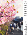 A beautiful photo of Kawazu cherry blossoms that symbolically expresses the arrival of spring 75378894