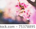 A beautiful photo of Kawazu cherry blossoms that symbolically expresses the arrival of spring 75378895