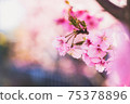 A beautiful photo of Kawazu cherry blossoms that symbolically expresses the arrival of spring 75378896