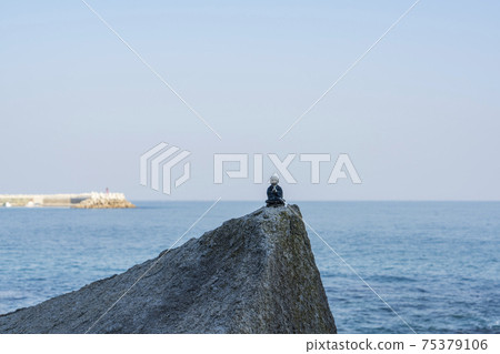 柔道海灘 75379106