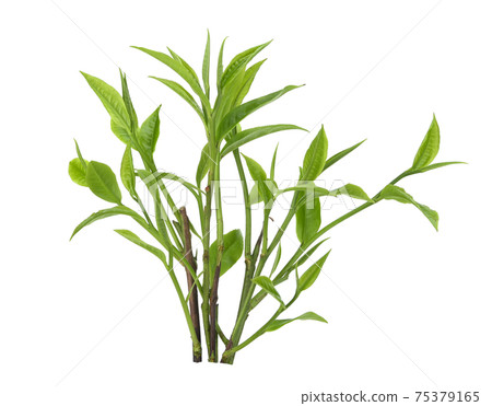 Green tea leaf isolated on white background 75379165