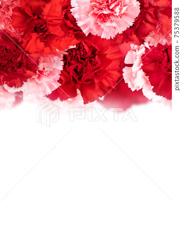 Carnation Background Material-There are multiple variations Carnation Background Material-There are multiple variations 75379588