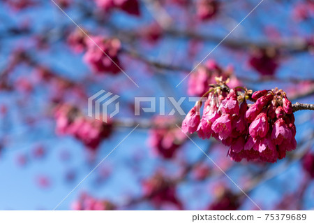 Kanhi-zakura flowers 75379689