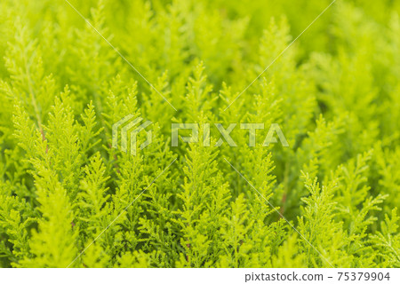 Fresh green image tree and green copy space green leaves 75379904