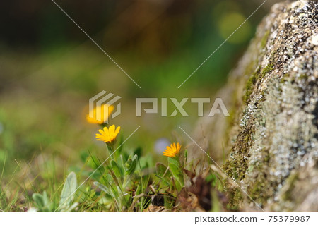 花園石頭之間綻放的小生命7 花園石頭之間綻放的小生命7 75379987