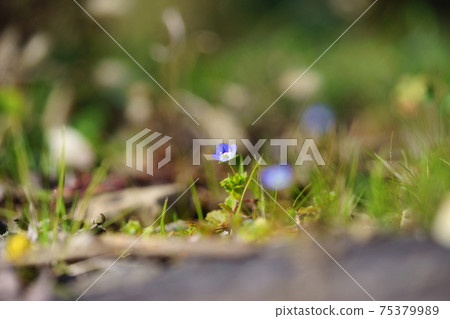 花園石之間盛開的小生活8 花園石之間盛開的小生活8 75379989