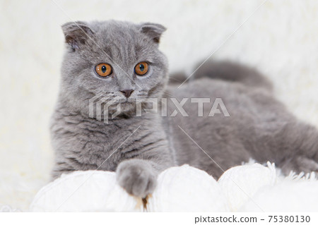 a lop-eared Scottish cat plays with balls of yarn. An animal on a white background. fun for pets 75380130