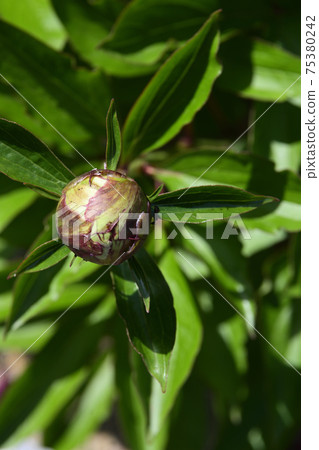 本滿寺牡丹（芽） 75380242