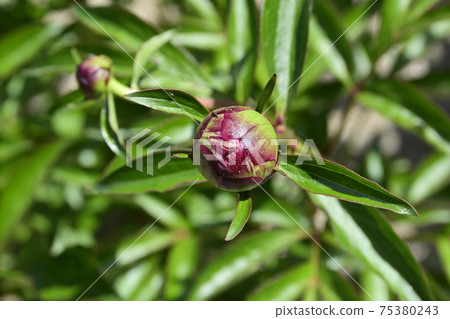 本滿寺牡丹(芽) 本滿寺牡丹(芽) 75380243
