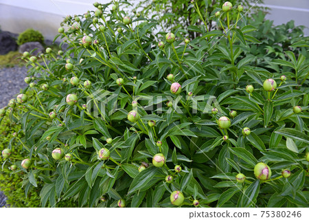 本滿寺牡丹（芽） 75380246