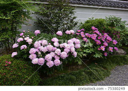 本滿寺牡丹 75380249