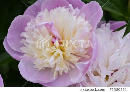 本滿寺牡丹 本滿寺牡丹 75380251