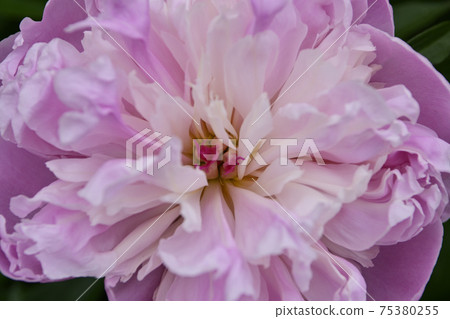 Honmanji Temple Peony Honmanji Temple Peony 75380255