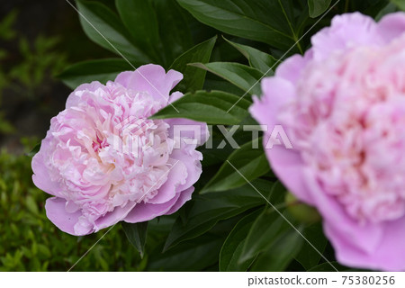 Honmanji Temple Peony Honmanji Temple Peony 75380256