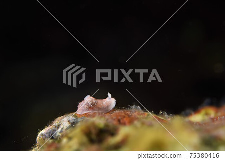 Okinawa Kinuhada Nudibranch looking up to the heavens (2) Okinawa Kinuhada Nudibranch looking up to the heavens (2) 75380416