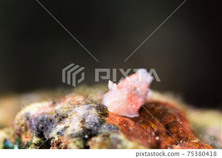 石垣島的沖繩Kinuhada Nudibranch第2部分 石垣島的沖繩Kinuhada Nudibranch第2部分 75380418