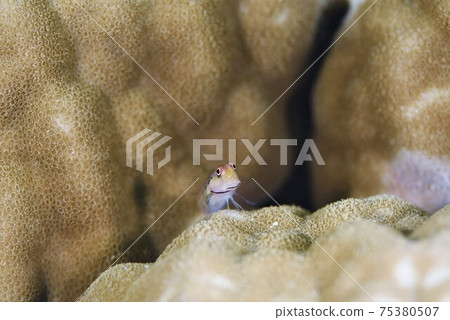 石垣島石垣蛙窩第2部分 75380507